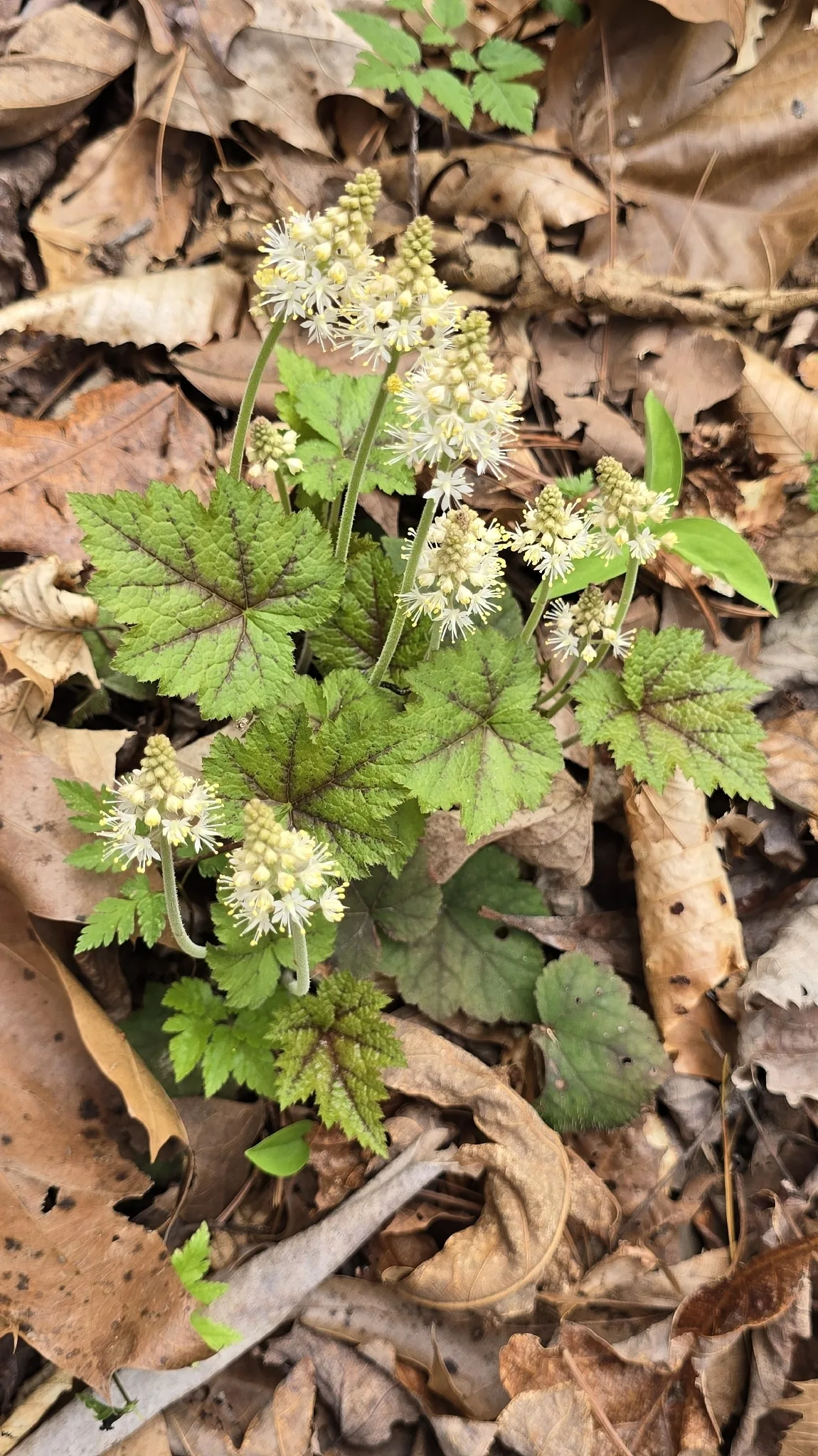 Photo: snail_hiker, via iNaturalist · CC BY · via GBIF foamflower (Tiarella cordifolia), photograph