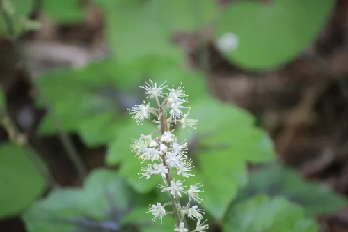 Foamflower (Tiarella cordifolia), photograph