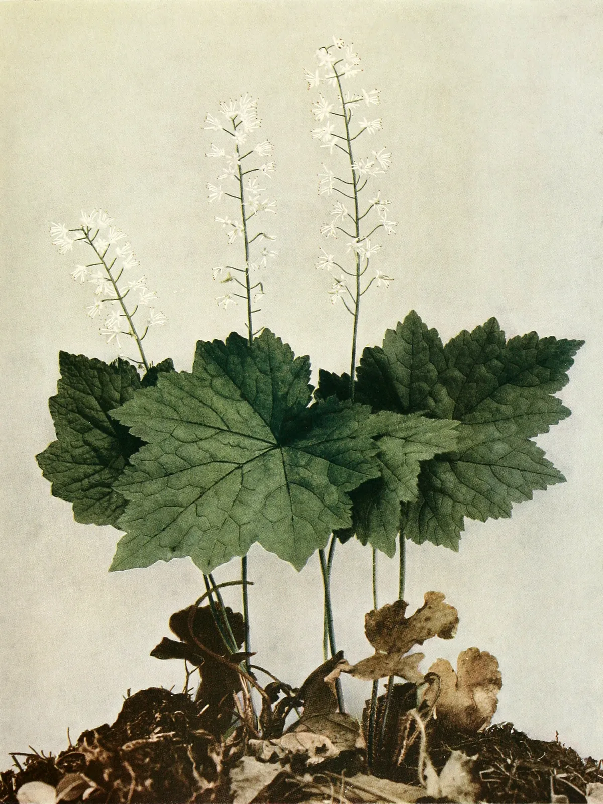 Foamflower (Tiarella cordifolia), botanical illustration