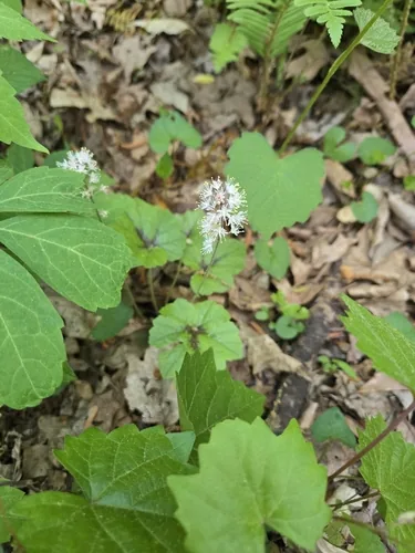 Foamflower (Tiarella cordifolia), photograph