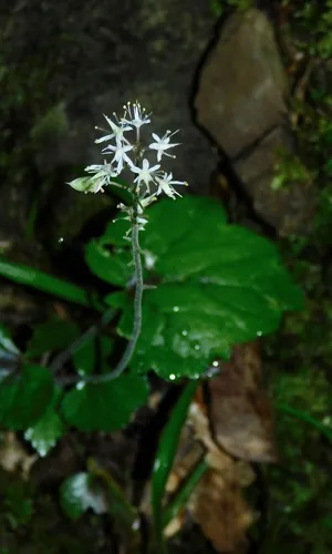 Foamflower (Tiarella cordifolia), photograph