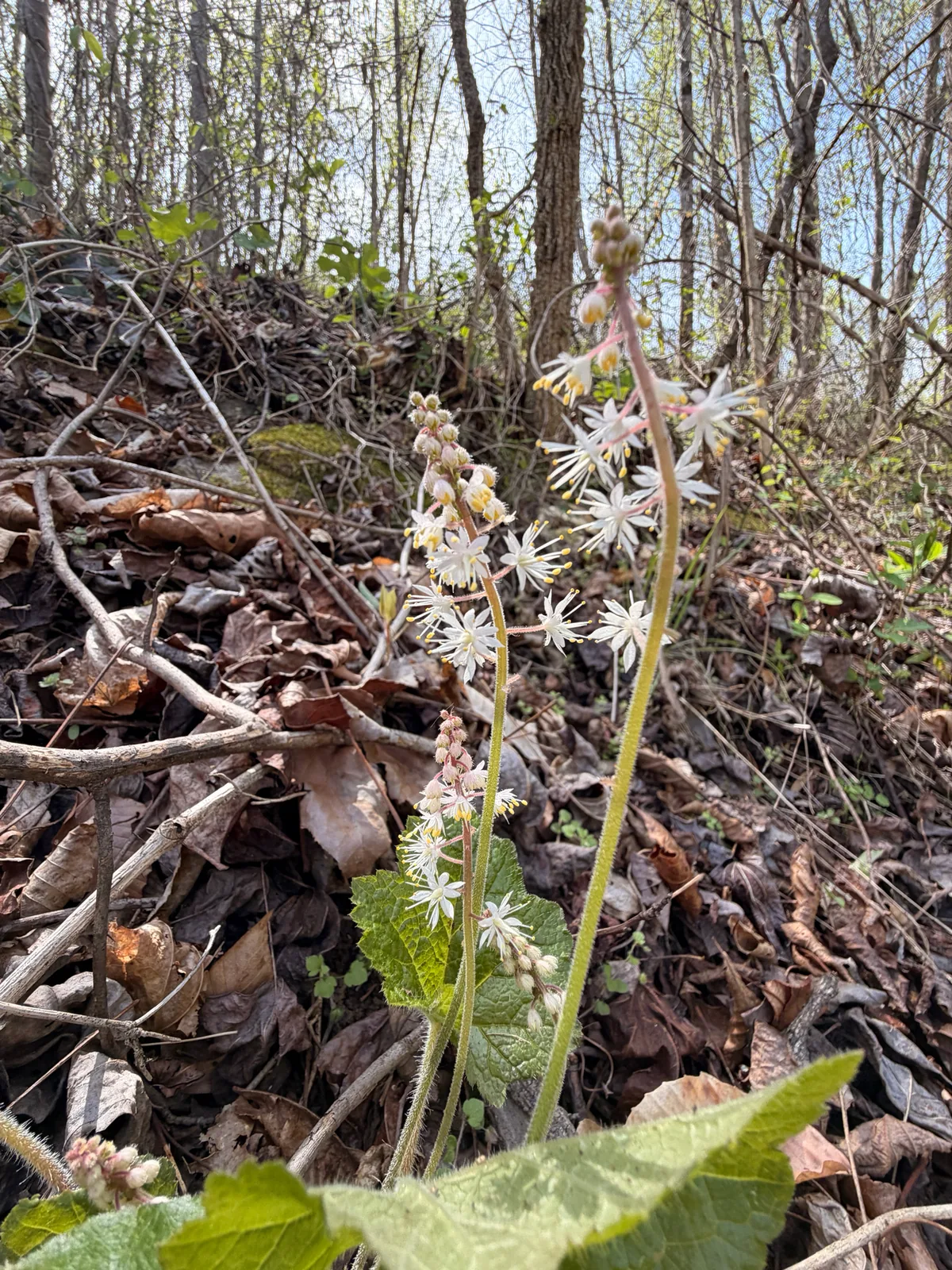 Foamflower (Tiarella cordifolia), photograph