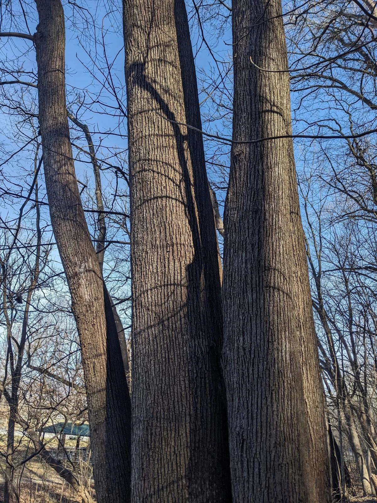 American Linden (Tilia americana), photograph
