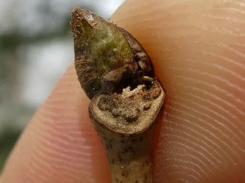 American Linden (Tilia americana), photograph