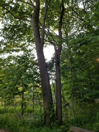American Linden (Tilia americana), photograph