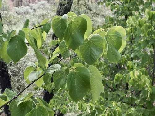 Photo: (c) Sue Carnahan, some rights reserved (CC BY) · cc-by · via iNaturalist American Linden (Tilia americana), photograph