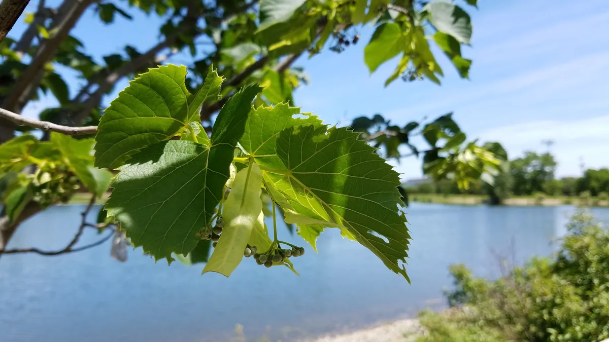Photo: Dan Keck from Ohio · CC0 · via Wikimedia Commons American linden (Tilia americana), photograph