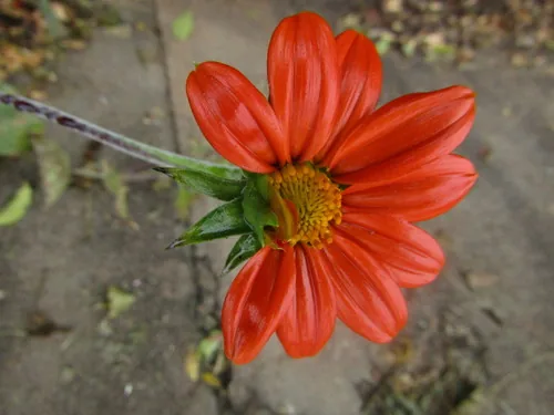 Mexican sunflower (Tithonia rotundifolia), photograph