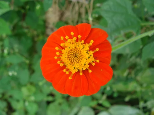 Mexican sunflower (Tithonia rotundifolia), photograph