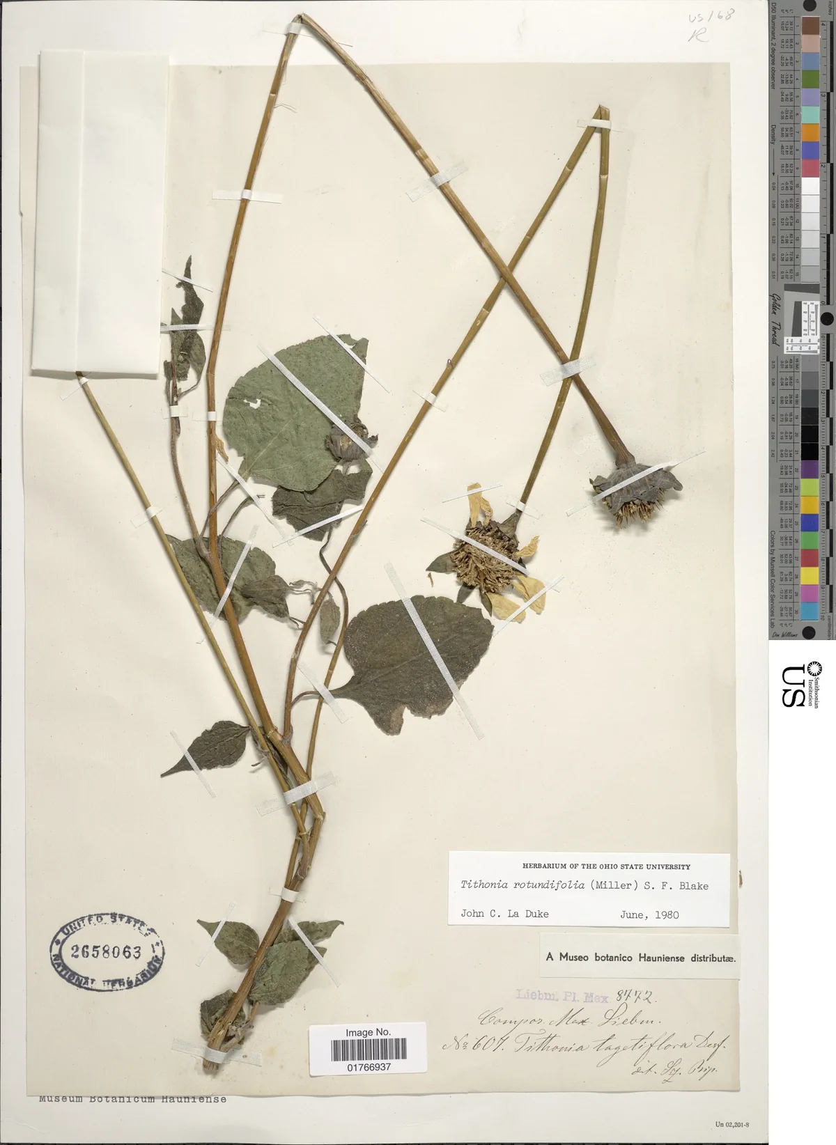 Mexican sunflower (Tithonia rotundifolia), photograph
