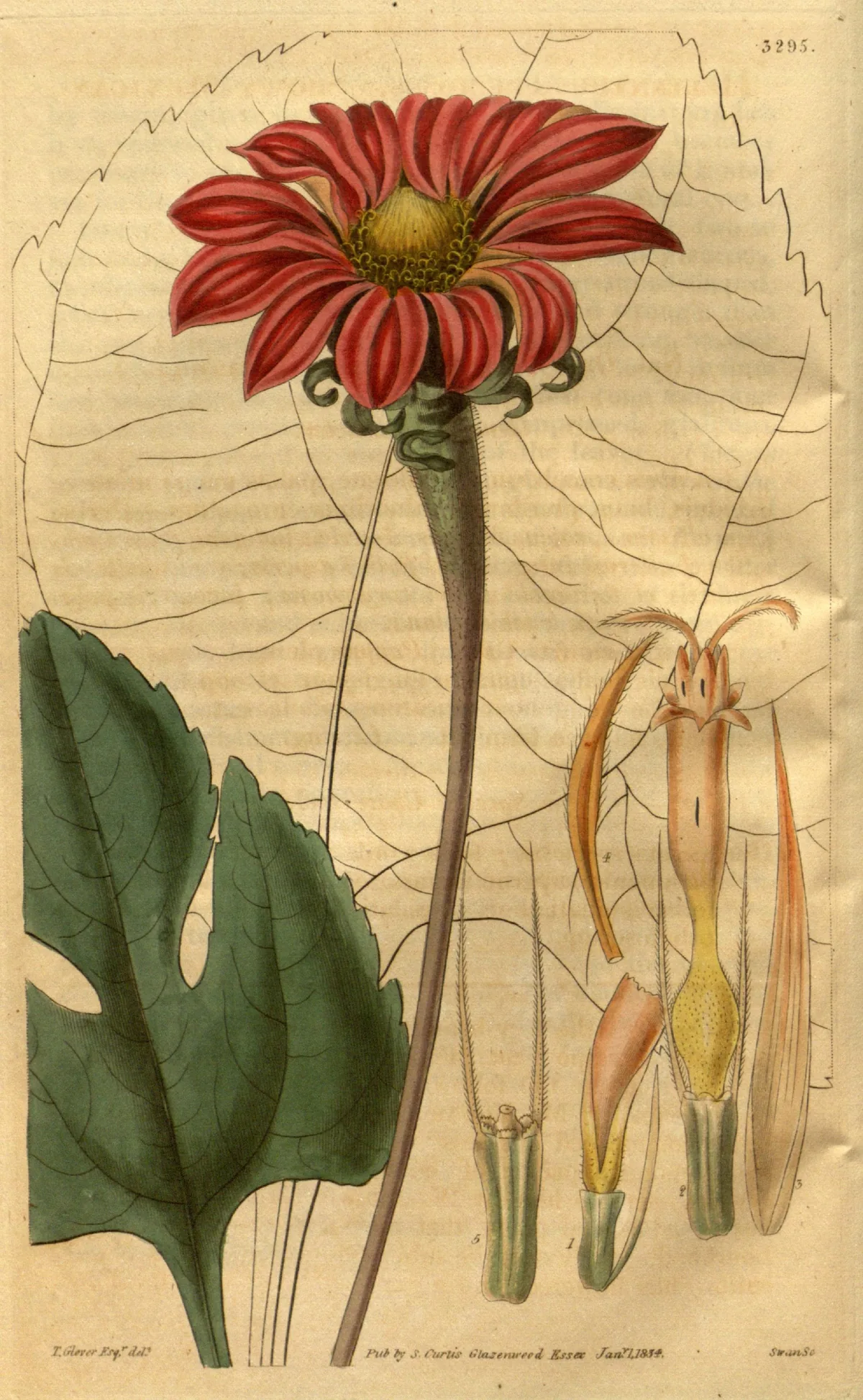 Mexican sunflower (Tithonia rotundifolia), botanical illustration
