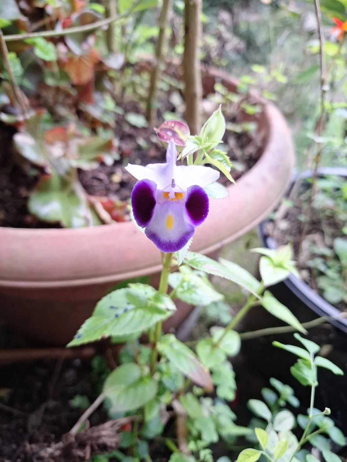 torenia (Torenia fournieri), photograph