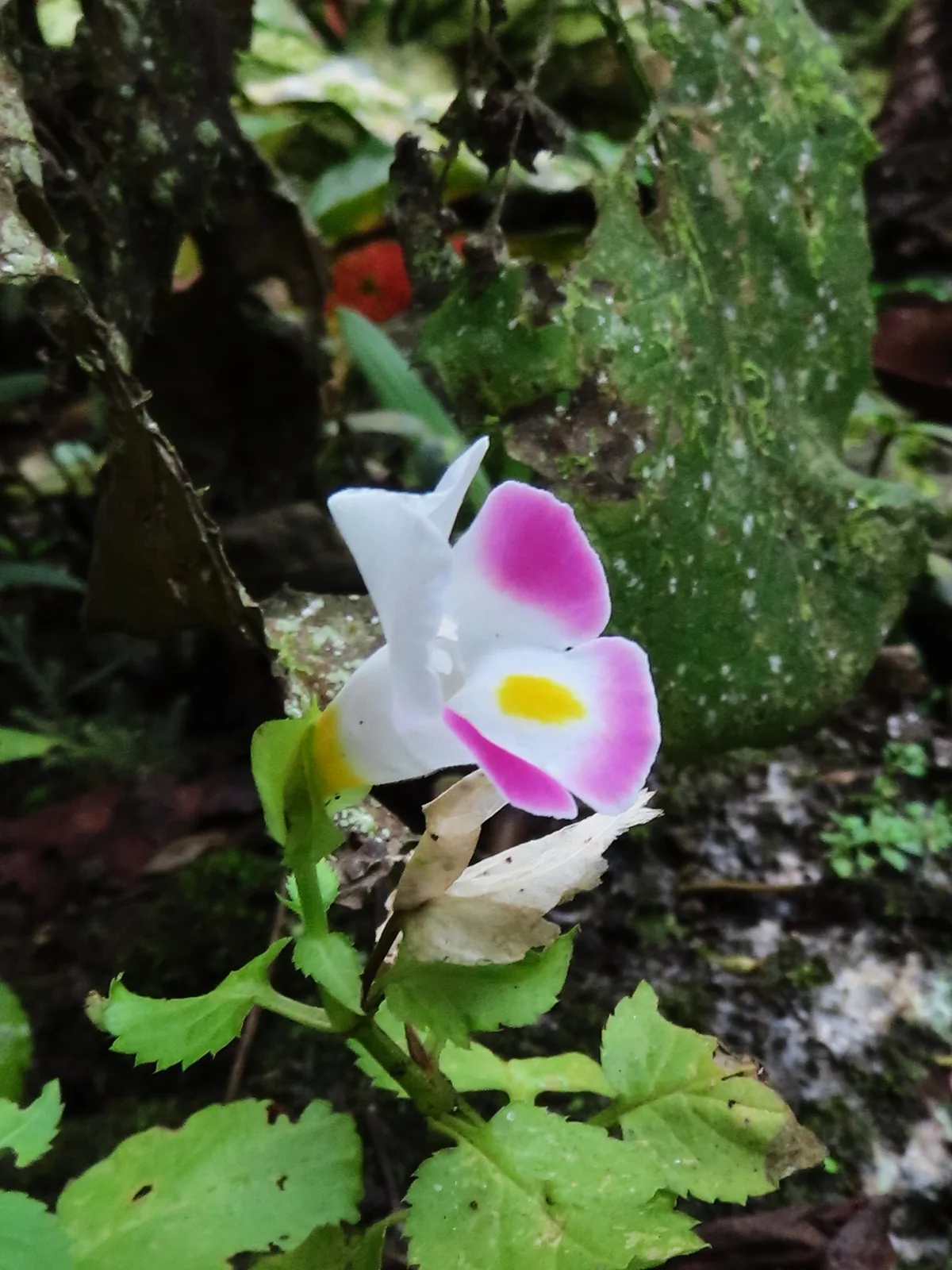 torenia (Torenia fournieri), photograph