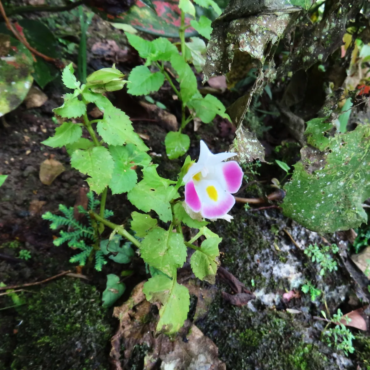 torenia (Torenia fournieri), photograph