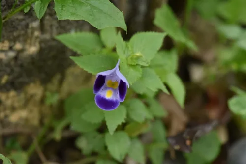 torenia (Torenia fournieri), photograph