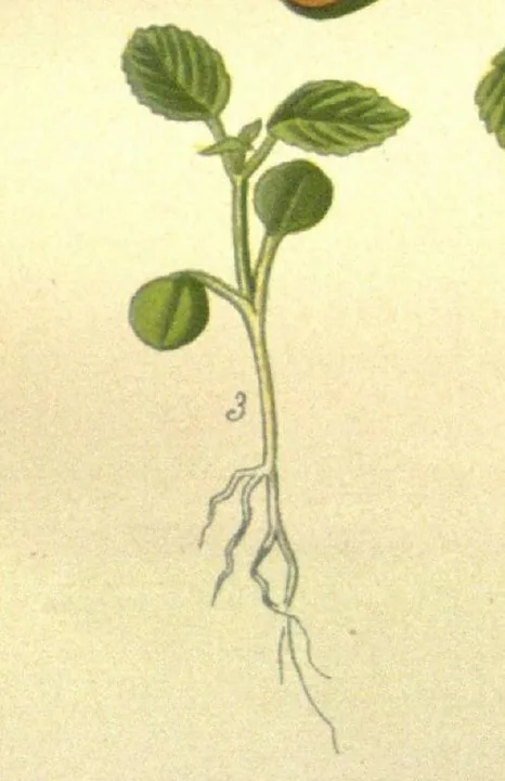 torenia (Torenia fournieri), photograph