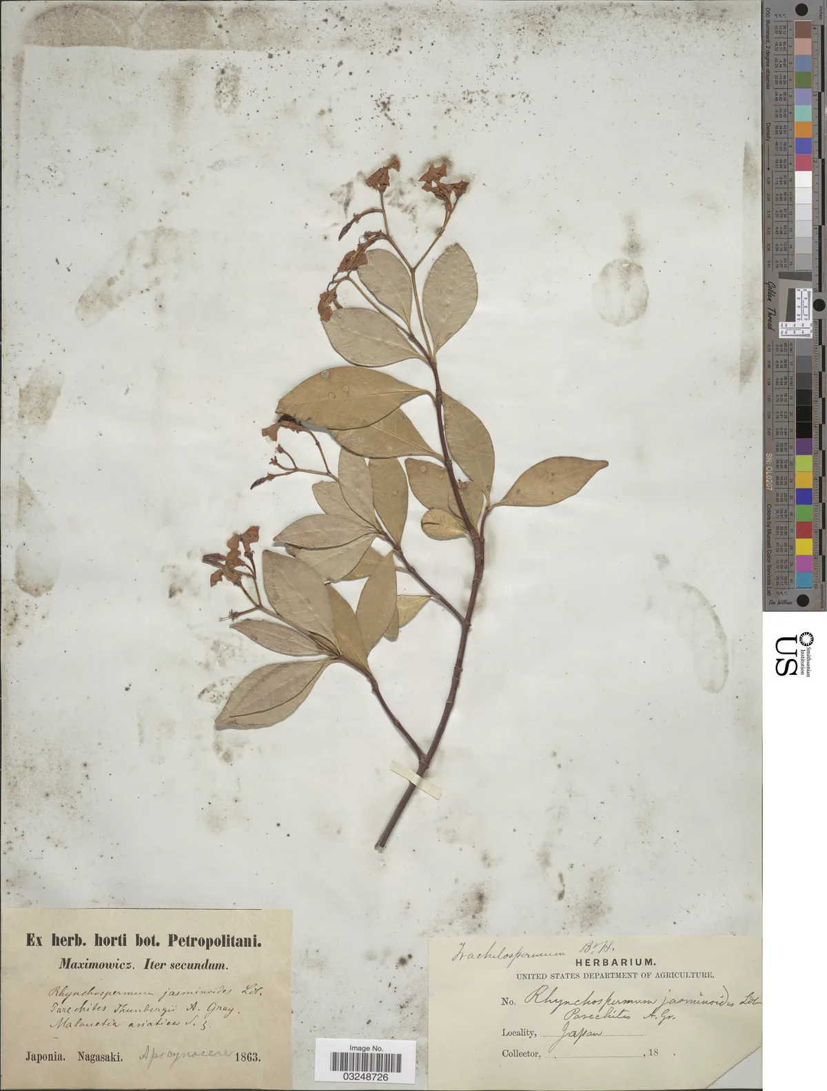 Confederate Jasmine (Trachelospermum jasminoides), photograph