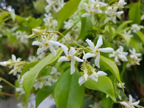 Confederate jasmine (Trachelospermum jasminoides), photograph