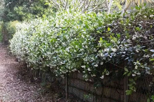 Photo: (c) Lewis, some rights reserved (CC BY-SA) · cc-by-sa · via iNaturalist Confederate Jasmine (Trachelospermum jasminoides), photograph