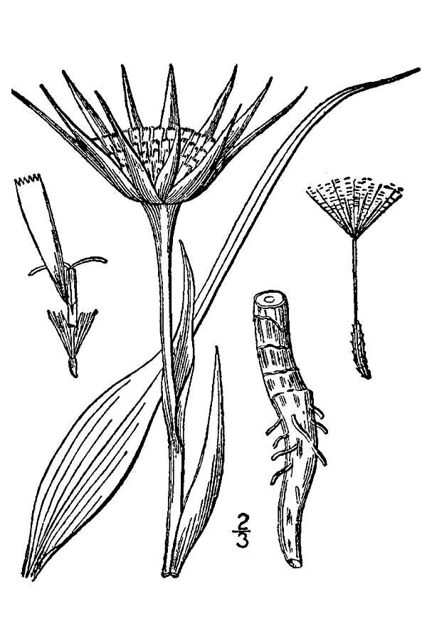 salsify (Tragopogon porrifolius), botanical illustration