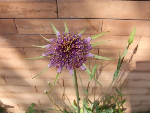 salsify (Tragopogon porrifolius), photograph