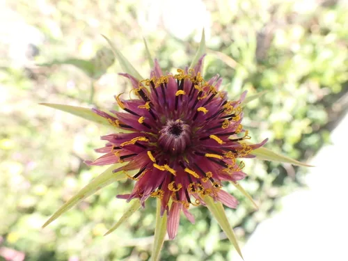 salsify (Tragopogon porrifolius), photograph