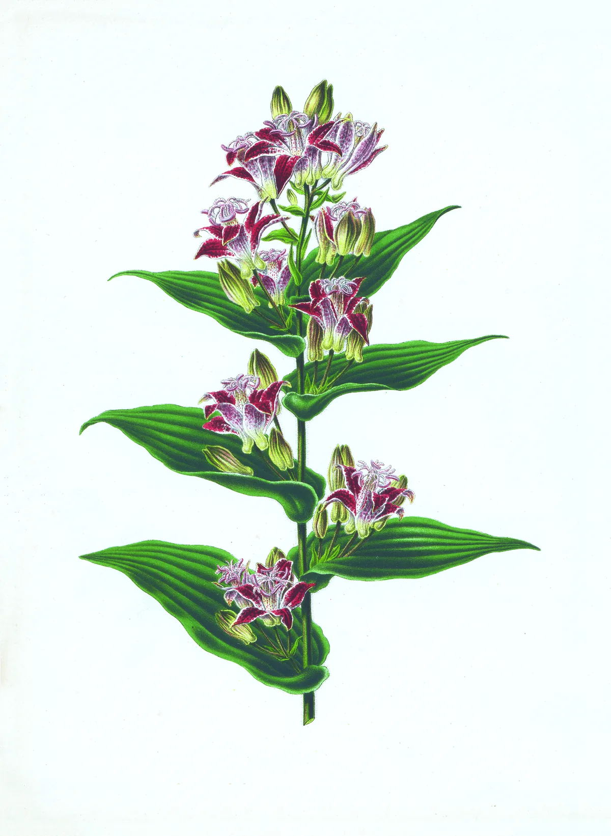 toad lily (Tricyrtis hirta), botanical illustration