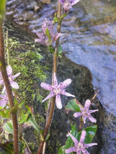 Photo: (c) 村山史世 (Fumiyo MURAYAMA), some rights reserved · CC BY · via iNaturalist toad lily (Tricyrtis hirta), photograph