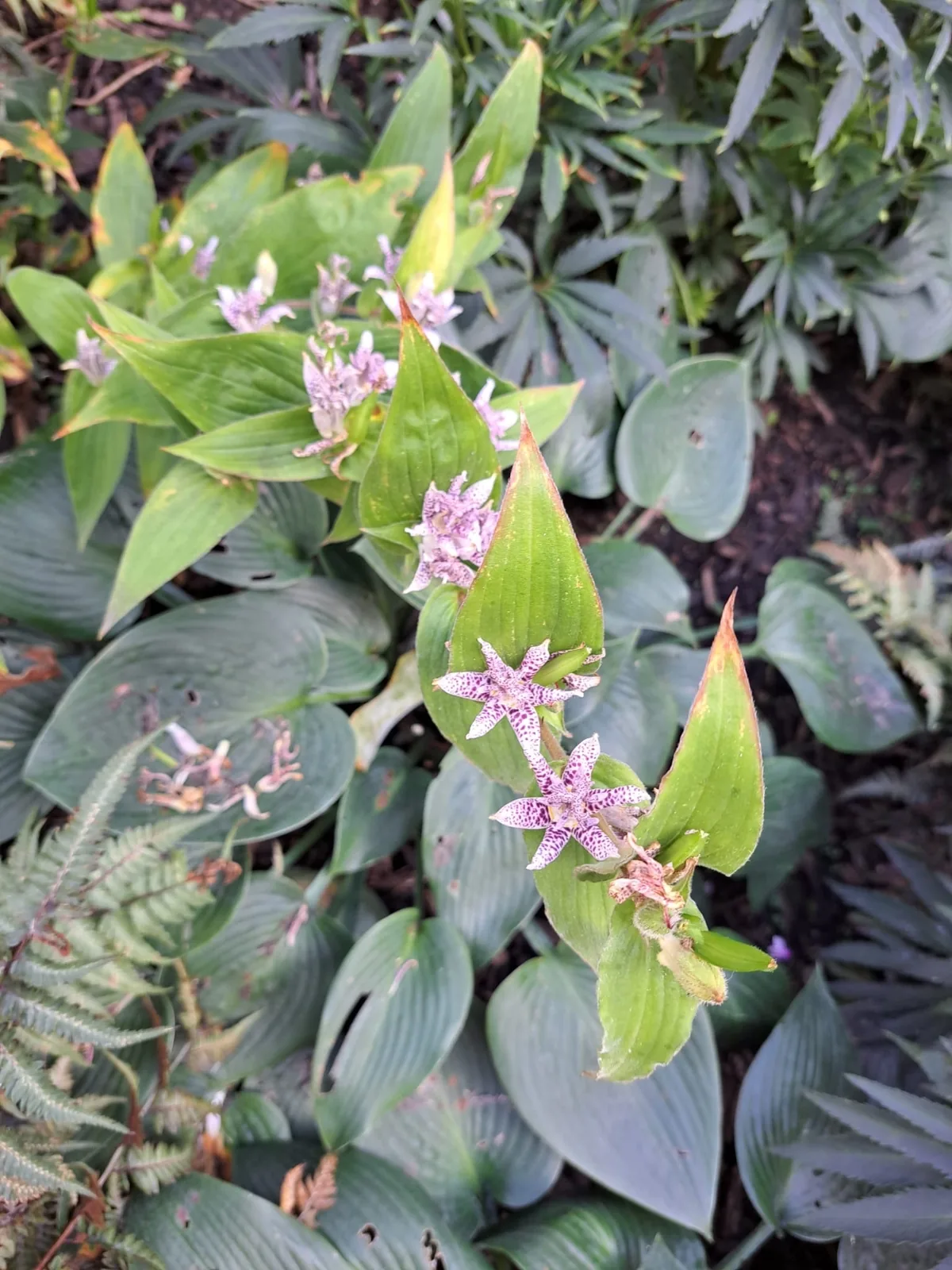 toad lily (Tricyrtis hirta), photograph
