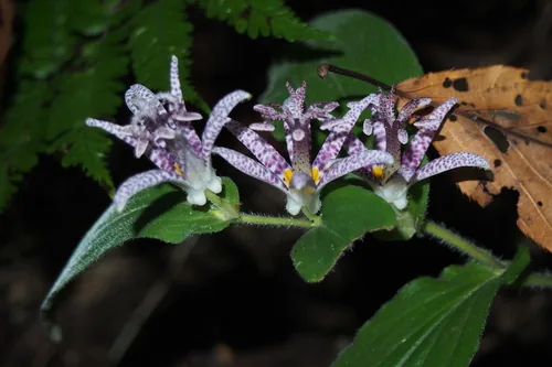 toad lily (Tricyrtis hirta), photograph