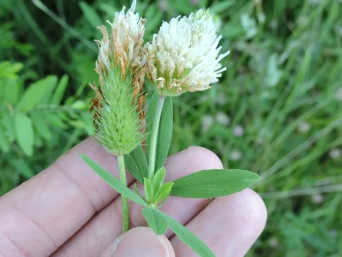 Photo: (c) Sam Kieschnick, some rights reserved · CC BY · via iNaturalist berseem clover (Trifolium alexandrinum), photograph