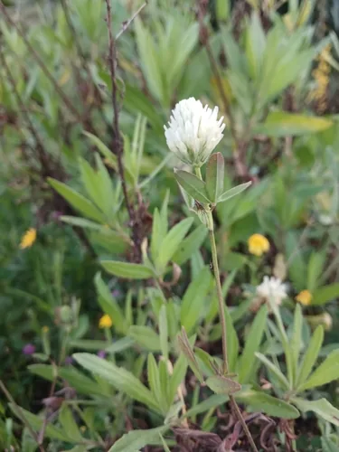 Berseem Clover (Trifolium alexandrinum), photograph