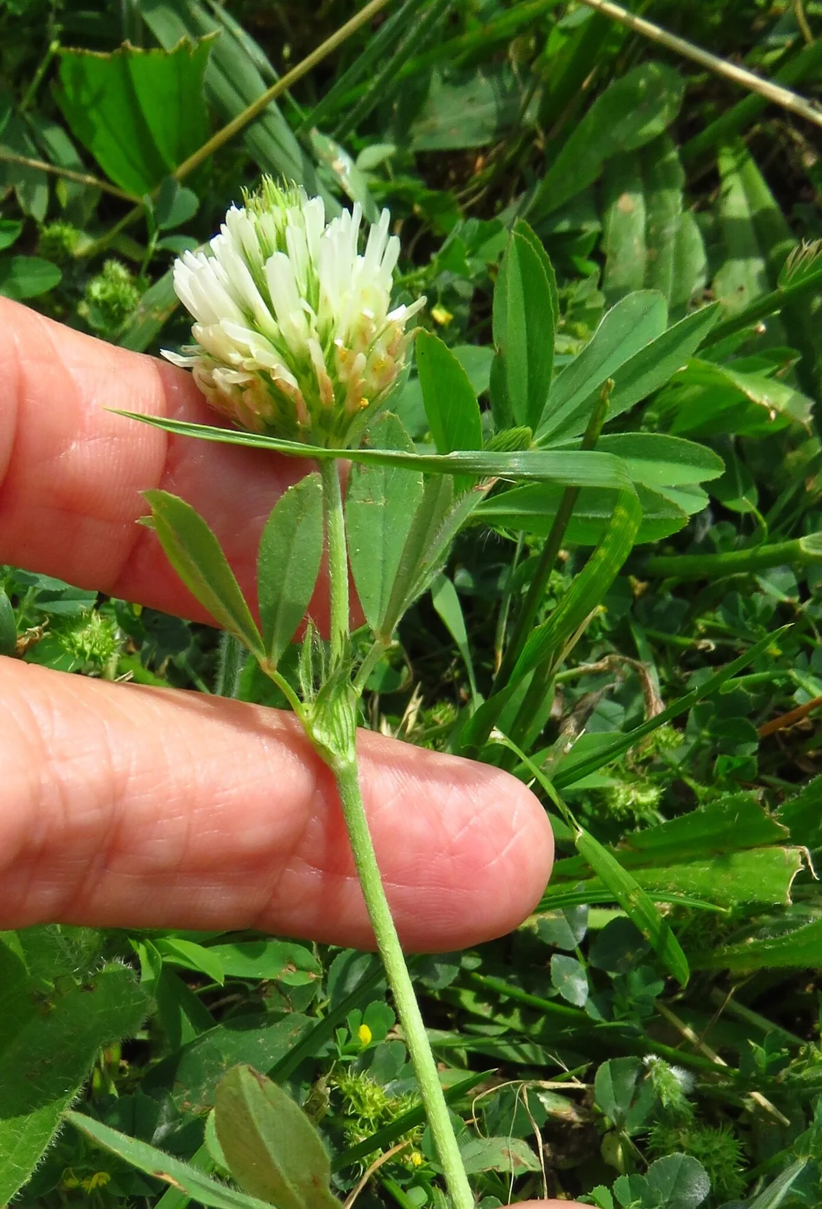 Berseem Clover (Trifolium alexandrinum), photograph