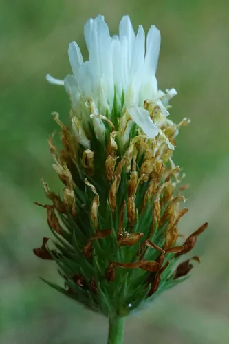 Photo: (c) Patrick Hacker, some rights reserved (CC BY) · cc-by · via iNaturalist Berseem Clover (Trifolium alexandrinum), photograph