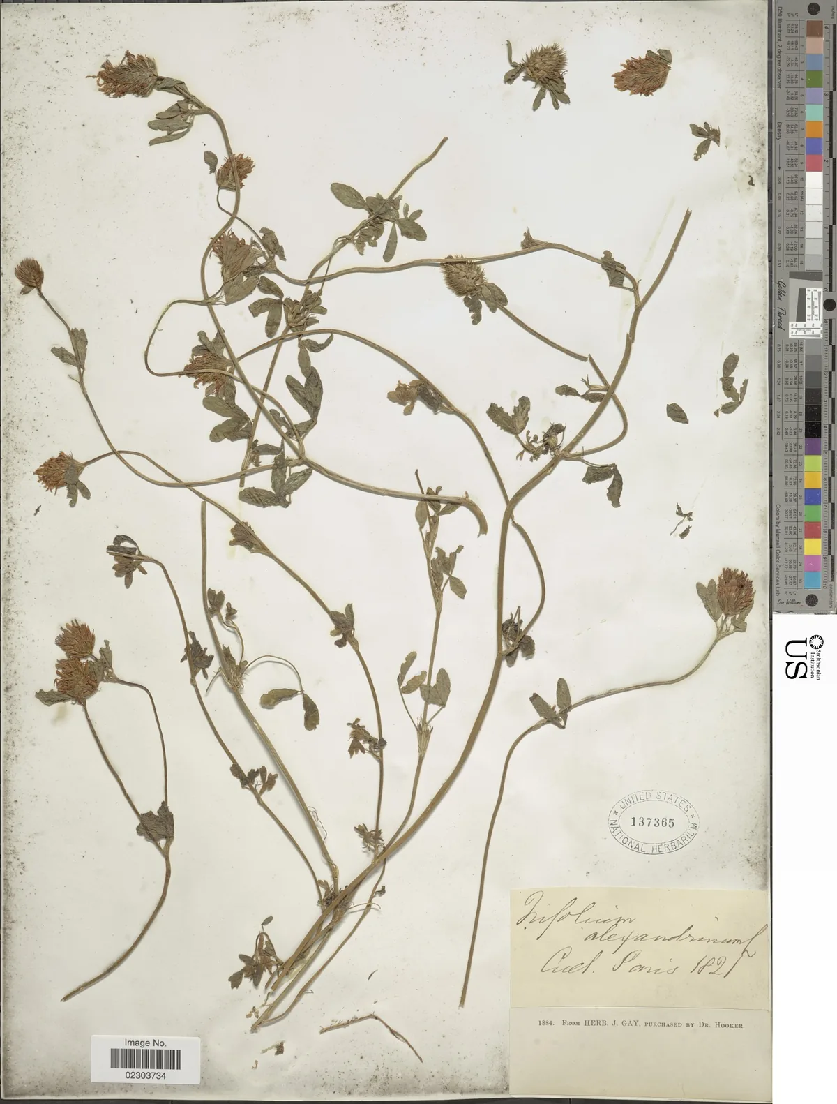 Berseem Clover (Trifolium alexandrinum), photograph