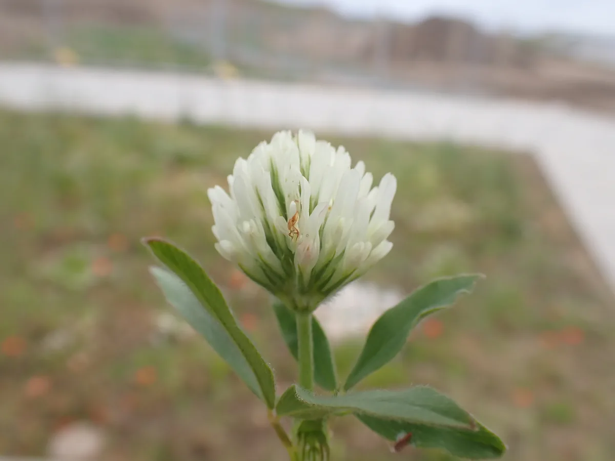 Berseem Clover (Trifolium alexandrinum), photograph