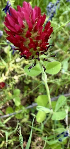 Photo: no rights reserved · cc0 · via iNaturalist Crimson Clover (Trifolium incarnatum), photograph