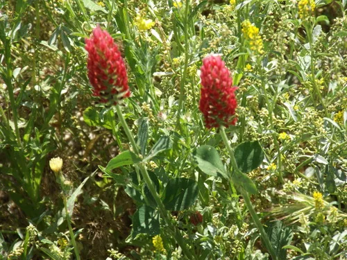 Crimson Clover (Trifolium incarnatum), photograph