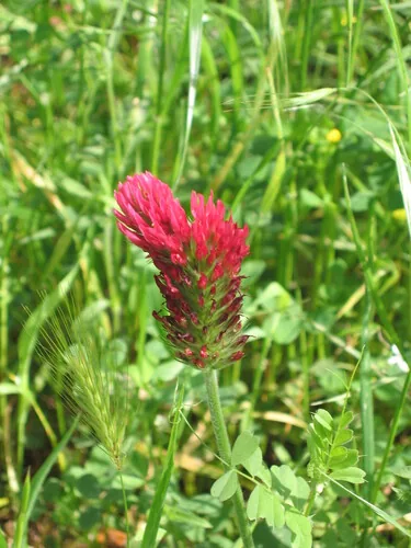 Crimson Clover (Trifolium incarnatum), photograph