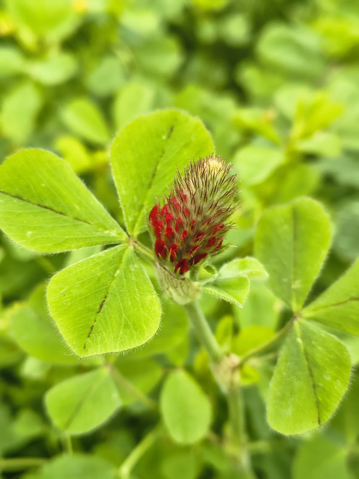 Photo: Juan Martínez Reina, via iNaturalist · CC BY · via GBIF crimson clover (Trifolium incarnatum), photograph