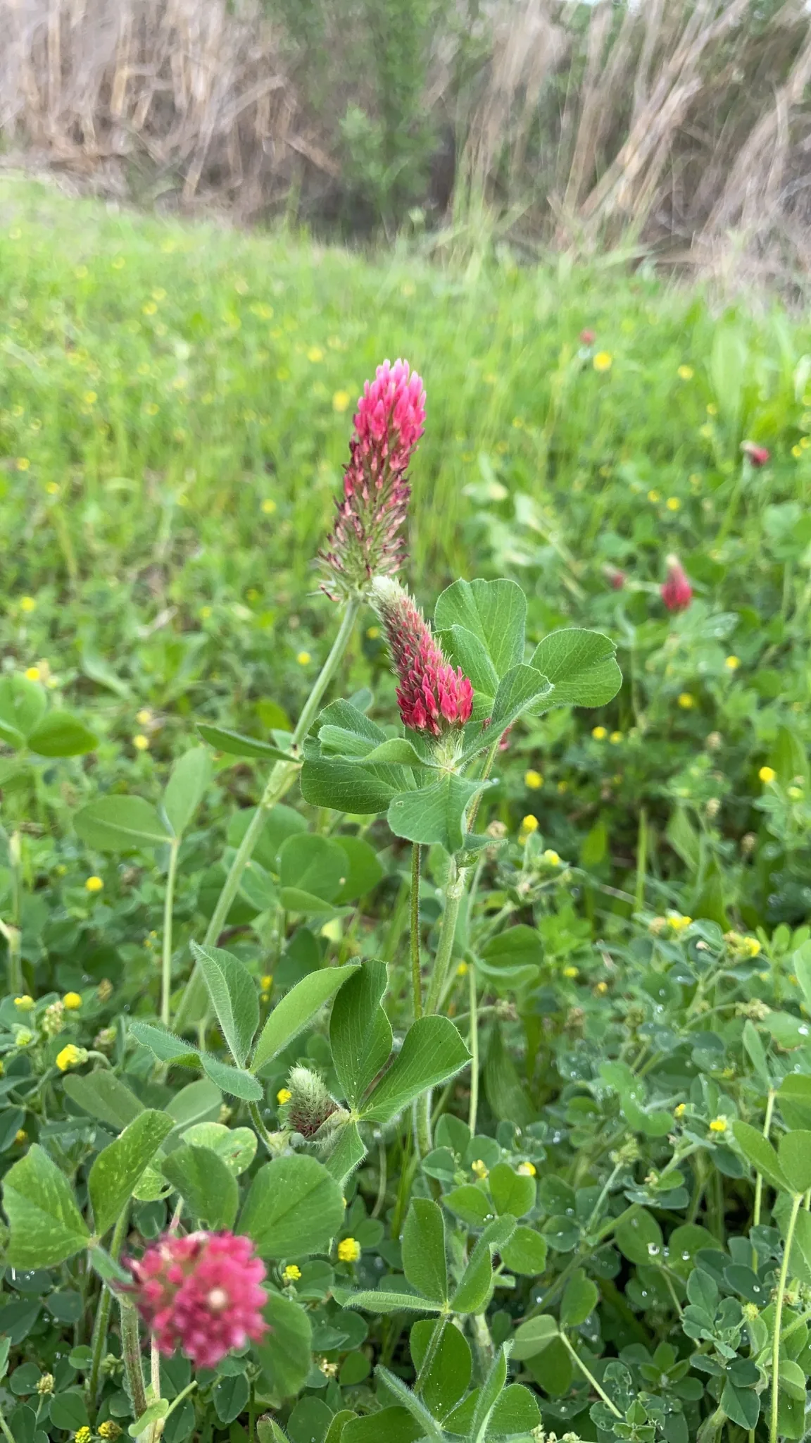 Crimson Clover (Trifolium incarnatum), photograph
