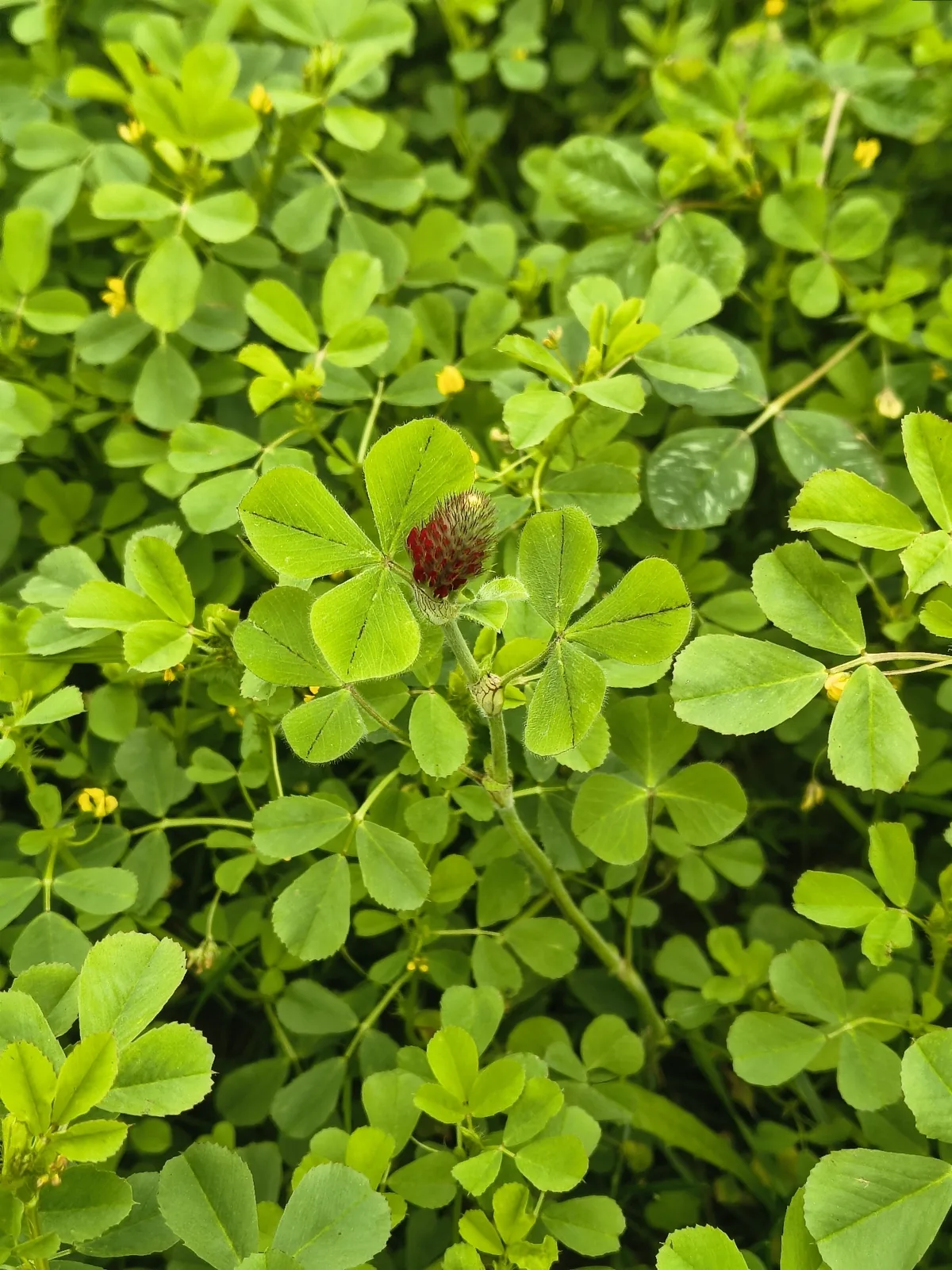 Crimson Clover (Trifolium incarnatum), photograph