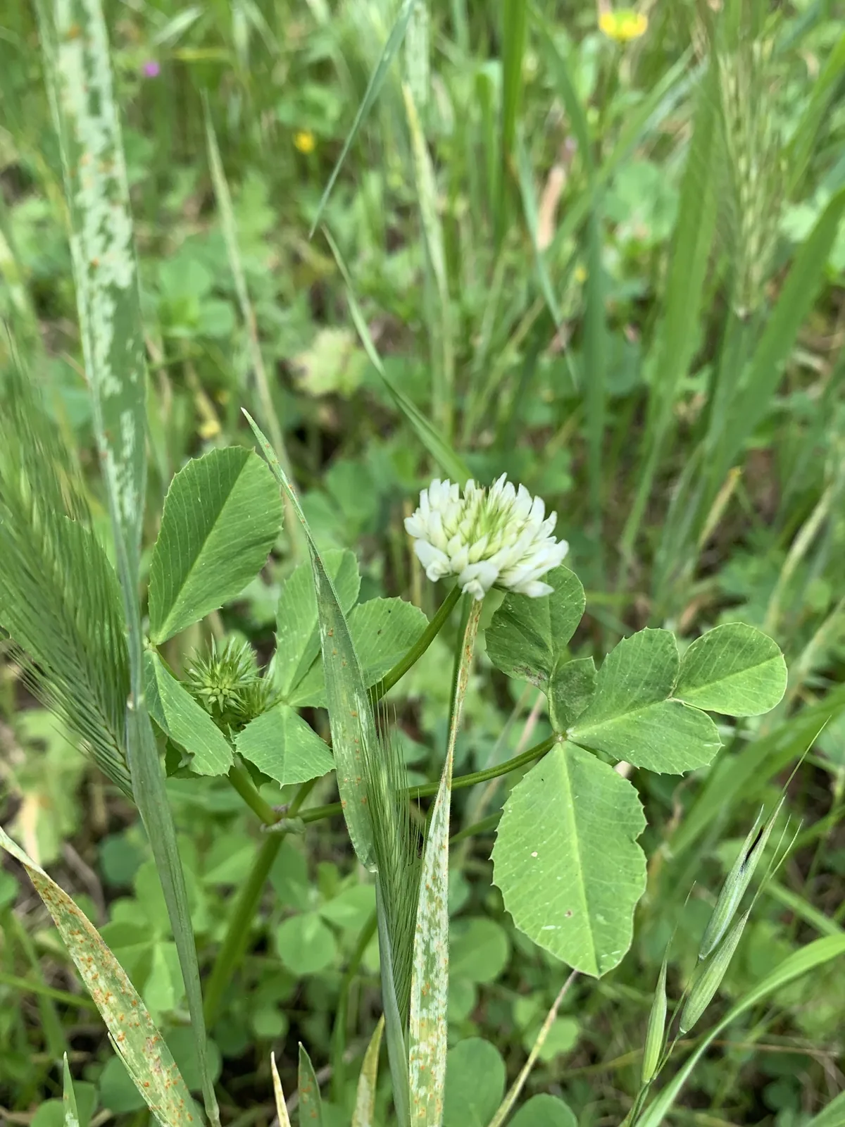 balansa clover (Trifolium michelianum), photograph