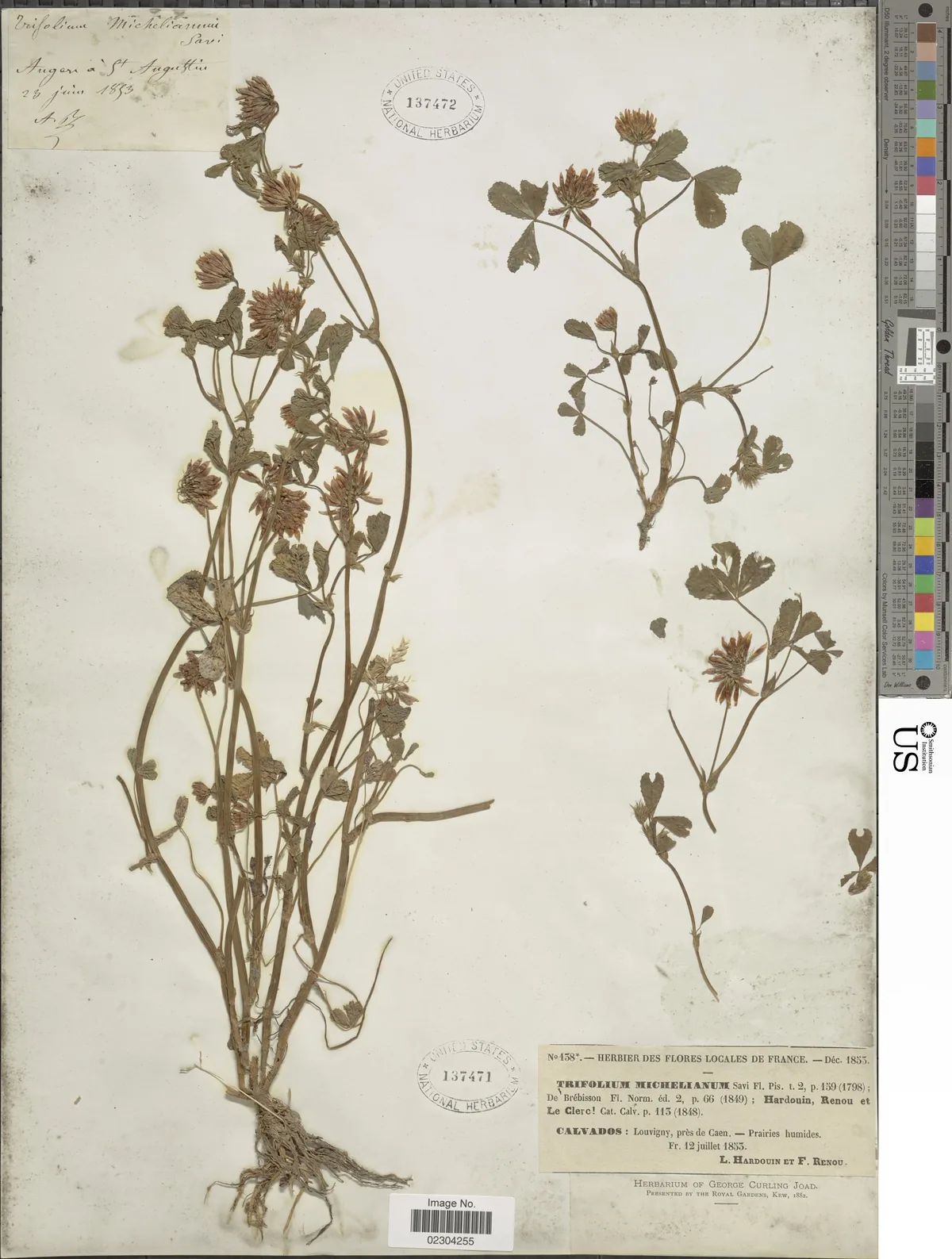 balansa clover (Trifolium michelianum), photograph