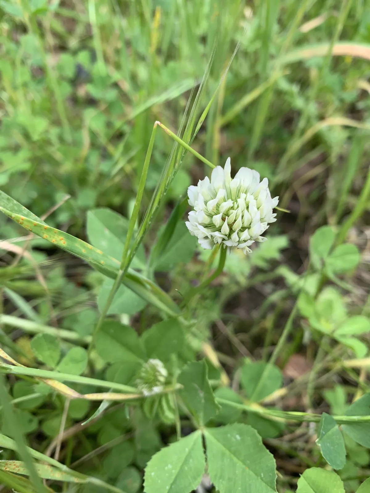 balansa clover (Trifolium michelianum), photograph