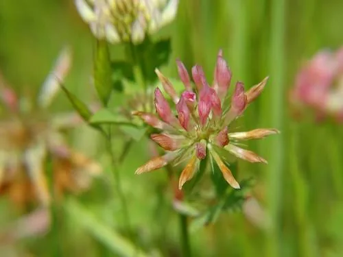 Photo: (c) Eddie Dunbar, some rights reserved · CC BY-SA · via iNaturalist balansa clover (Trifolium michelianum), photograph