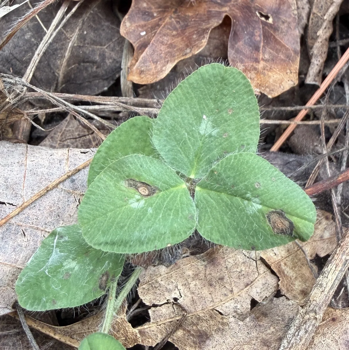 Red Clover (Trifolium pratense), photograph