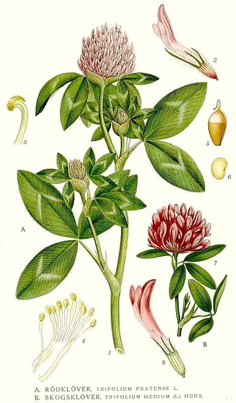 Red Clover (Trifolium pratense), botanical illustration