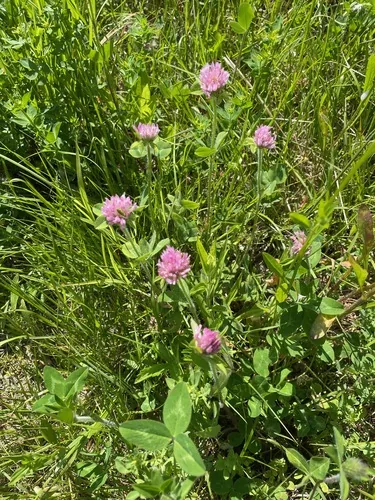 Red clover, photograph
