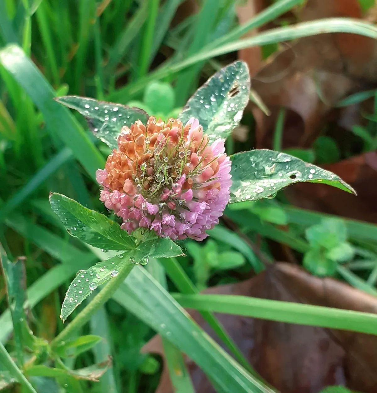 Red Clover (Trifolium pratense), photograph